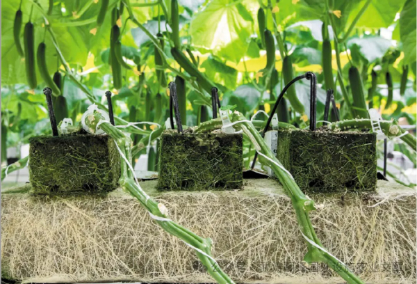 如何培育植物健康的根系