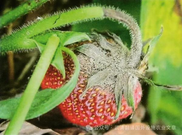 温室中草莓病虫害防治