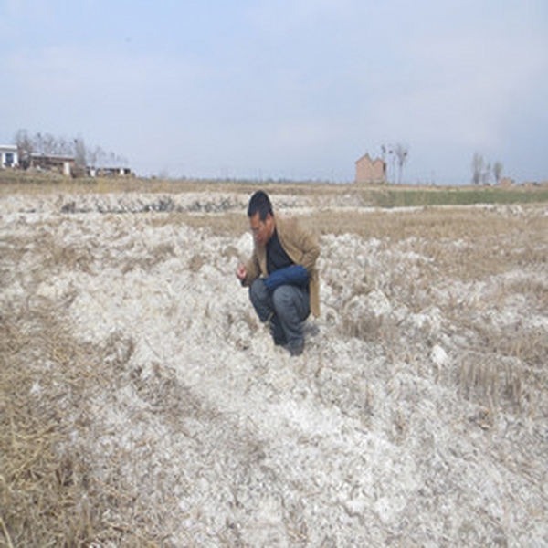 2015年，宁夏贺兰县政府招标项目应用禾康土壤改良剂