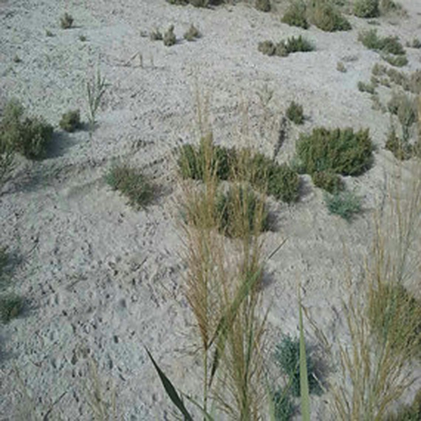 2015年，新疆喀什岳普湖县重度盐碱荒地当年改良后成功种植无花果