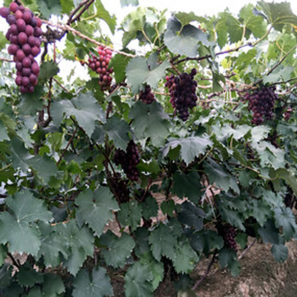 2015年北京通州区张家湾镇后青山村葡萄基地应用禾康改良，效益显著