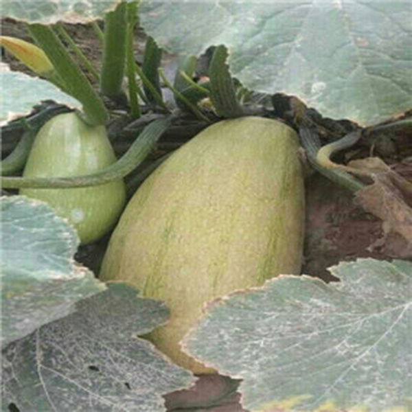 2014年，塔城客户改良2800亩盐碱荒地施用贡田土壤调理剂（商品名：禾康）种植打瓜、葫芦瓜、葵花，效果明显