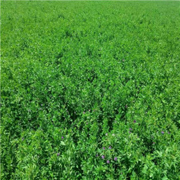 2014年，盐碱地种植苜蓿—甘肃张掖临泽县盐碱地改良施用贡田土壤调理剂（商品名：禾康）