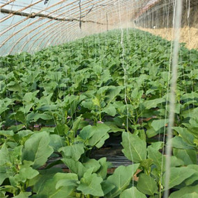 大棚土壤改良 辽宁海城温乡受盐碱危害蔬菜大棚（茄子）应用禾康改良剂，苗齐、苗壮，产量高，品质好(图2)