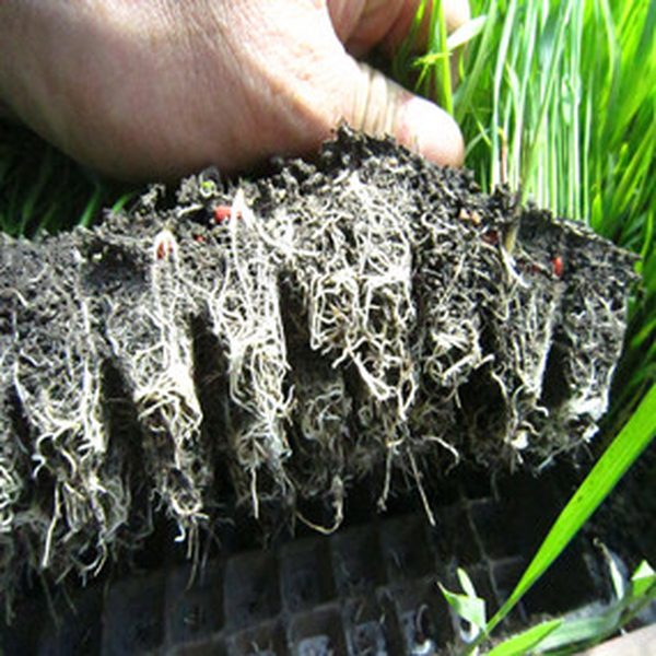 2014年水稻育苗应用禾康效果明显，苗齐、苗壮，根系发达，病害减少