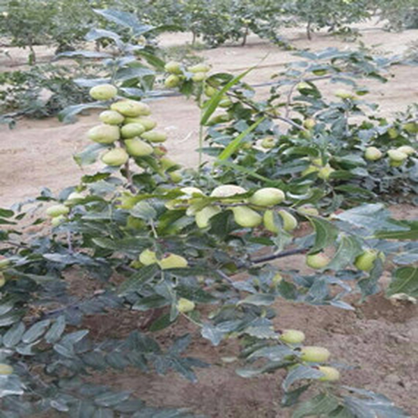 盐碱地种植大枣—2013年新疆和田利用禾康改良盐碱荒地种植大枣