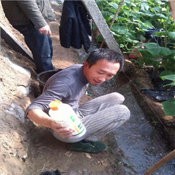 温室大棚土壤改良：温室大棚应用禾康治理土壤盐渍化和土壤板结，效果极其明显，收益巨大！