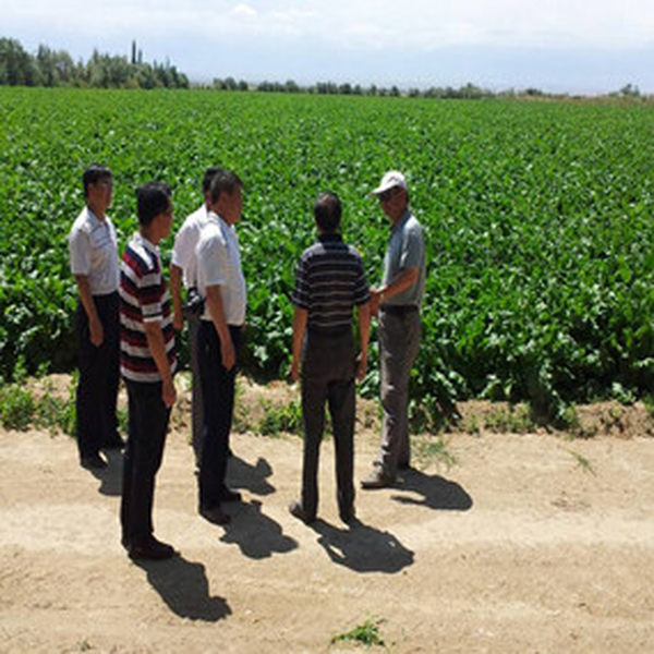 2013年河北张家口尚义县领导及专家到新疆伊犁考察盐碱地应用禾康项目