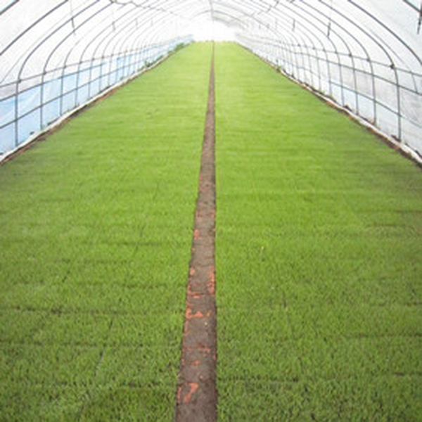 水稻育苗应用禾康改良剂—2013年黑龙江水稻苗床应用禾康