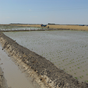 盐碱地改良种植水稻—2012年吉林白城镇赉县盐碱地种植水稻（开荒、打井、插秧、生长和成熟全过程记录）(图8)