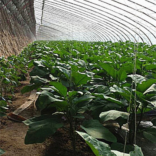 大棚土壤改良 辽宁海城温乡受盐碱危害蔬菜大棚（茄子）应用禾康改良剂，苗齐、苗壮，产量高，品质好