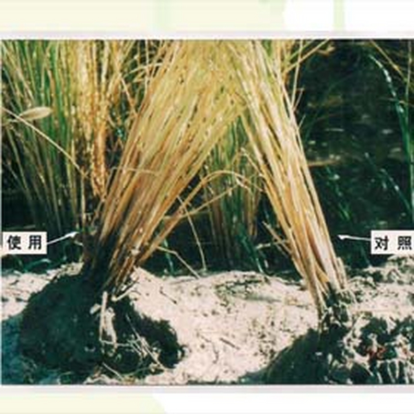 2006年内蒙古通辽孟根达坝开荒地种水稻