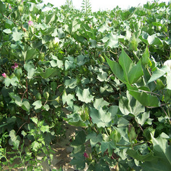 2005年新疆兵团150团棉花示范田