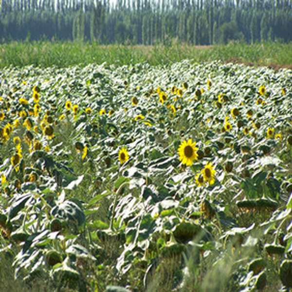 2004年新疆农四师新开荒地种油葵