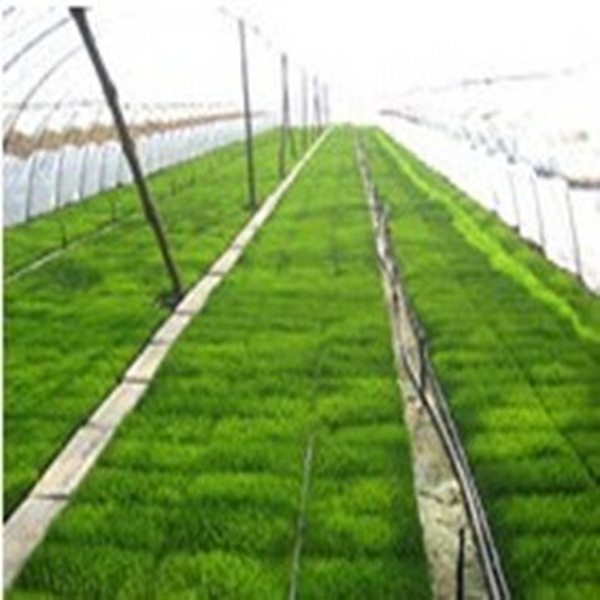 2003年吉林白城水稻育苗