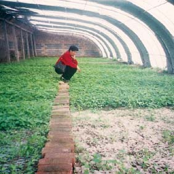 2001年哈密盐碱地种植葡萄、花生