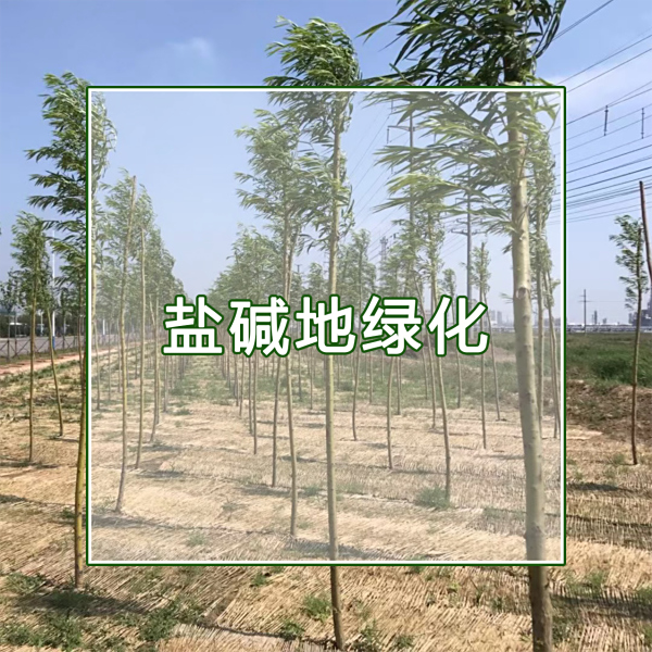 我是做盐碱地绿化的，是否可以应用禾康？