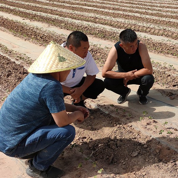 盐碱地治理要考虑哪些因素？