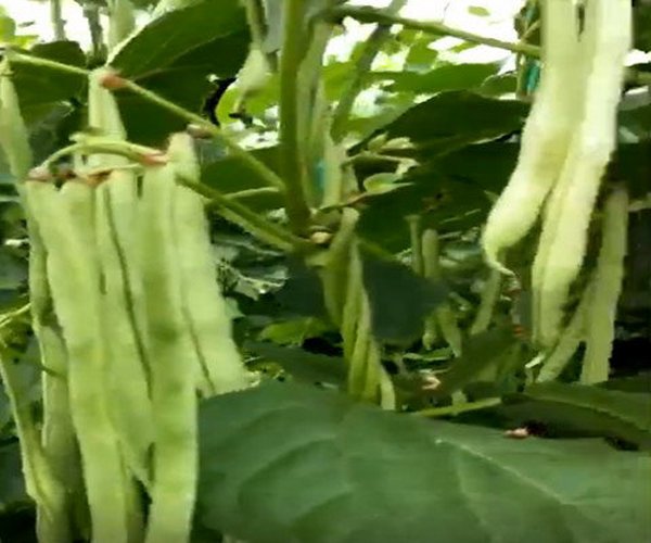 大棚种植豆角用禾康土壤调理剂，产量高，品质好