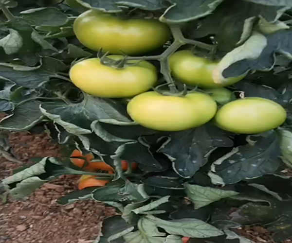 大棚种植西红柿用禾康土壤调理剂，膨果效果看得见！