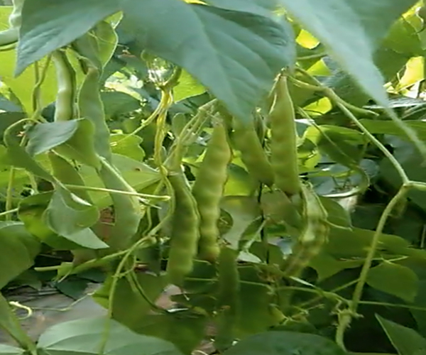 大棚种植豆角用禾康土壤调理剂，角多叶绿不早衰