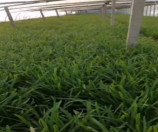 大棚种植韭菜用禾康土壤调理剂产量高品质好！