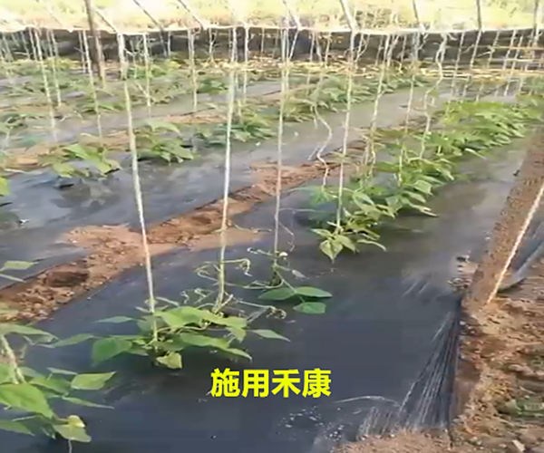 大棚种植豆角用禾康土壤调理剂死苗大大减少