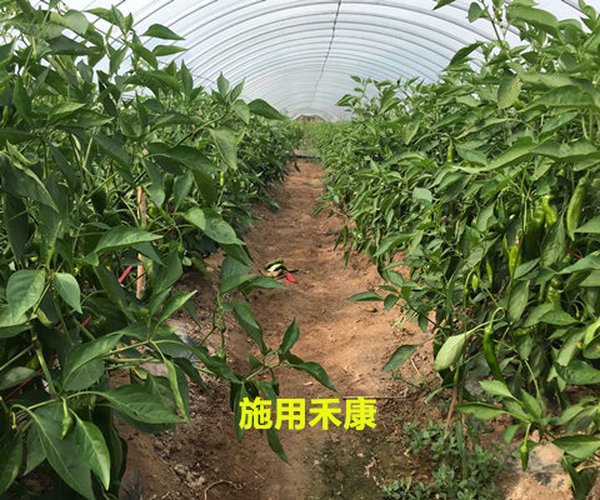 大棚种植辣椒用禾康土壤调理剂增产提质效果显著