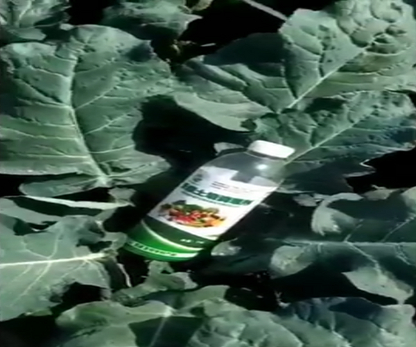 西蓝花弱苗用禾康土壤改良剂后生长迅速恢复健壮