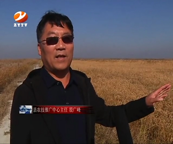 盐碱地改良施用禾康土壤调理剂种植水稻当年取得丰收