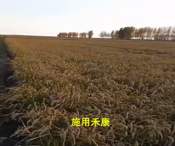 盐碱地改良种稻用禾康土壤调理剂抗倒伏，产量高！