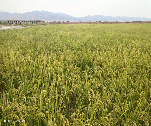 改良低产盐碱地种植水稻用禾康土壤调理剂增产显著
