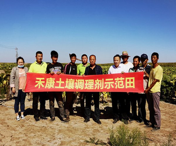 用禾康改良盐碱荒地种植向日葵当年取得丰产
