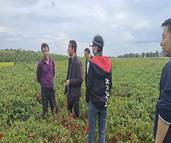 辣椒种植用禾康增产提质效果显著