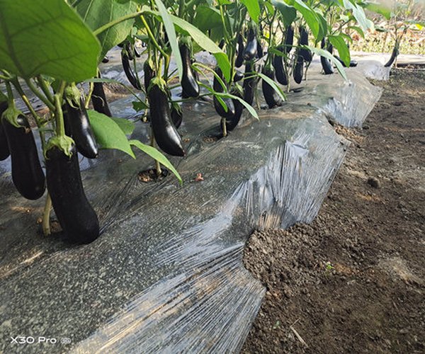 大棚种植茄子用禾康增产提质效果显著