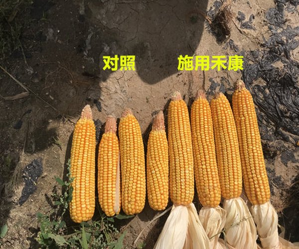 用禾康改良低产盐碱地种植玉米当年取得高产