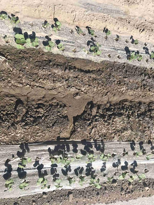 2021年新疆阿瓦提重度盐碱地改良施用禾康土壤调理剂改良种植棉花