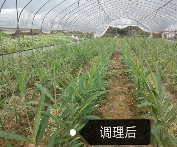 大姜苗弱、黄叶用禾康土壤调理剂治疗效果好