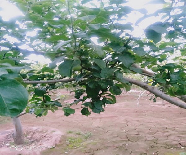 用禾康土壤调理剂改良土壤治疗果树黄化效果显著