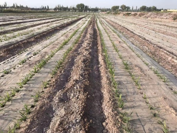 新疆阿克苏柯坪县盐碱荒地改良施用禾康效果显著。