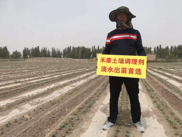 受盐碱危害低产棉田，滴水出苗施用禾康出苗率高，苗齐苗壮。