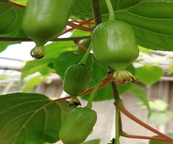 温室大棚种植软枣猕猴桃应用禾康土壤调理剂增产提质效益显著