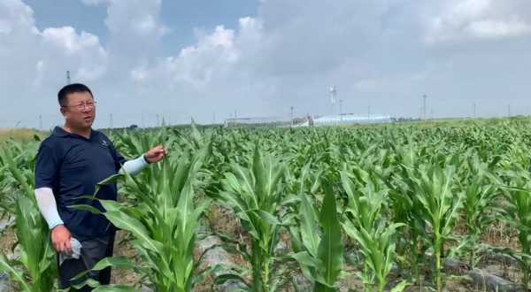 黑龙江大庆弃耕多年盐碱荒地改良施用禾康土壤调理剂，当年种植玉米。