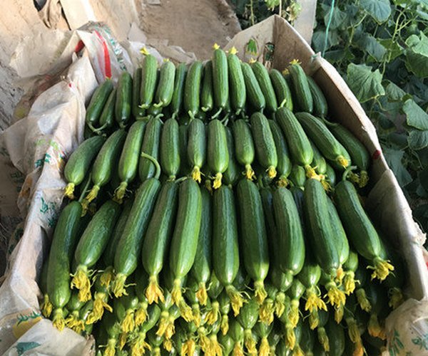 温室大棚土壤改良-山东寿光种植彩椒、黄瓜用禾康土壤调理剂