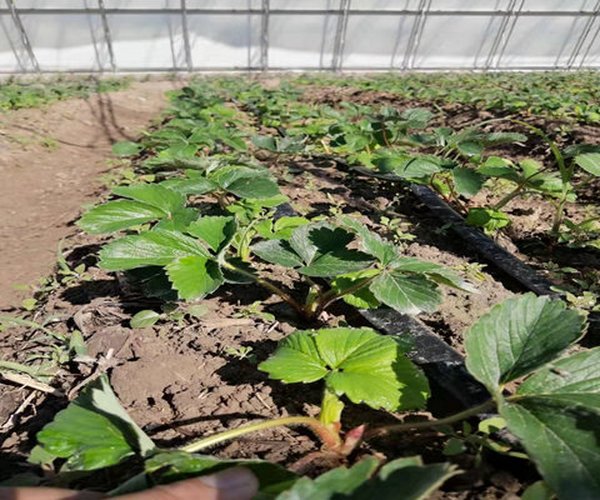 温室大棚种植草莓施用禾康土壤调理剂增产提质效益显著