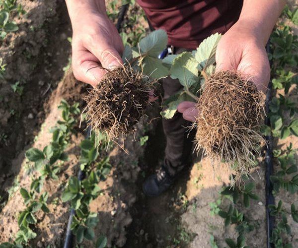大棚土壤改良种植草莓-用禾康土壤调理剂增产提质效果好