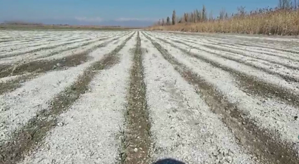 受盐碱严重危害的低产田，用禾康土壤调理剂改良后，盐碱改良及当年增产效果都显著。 