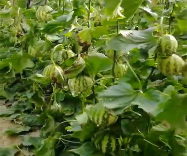 温室大棚种植甜瓜施用禾康土壤调理剂增产提质效益显著