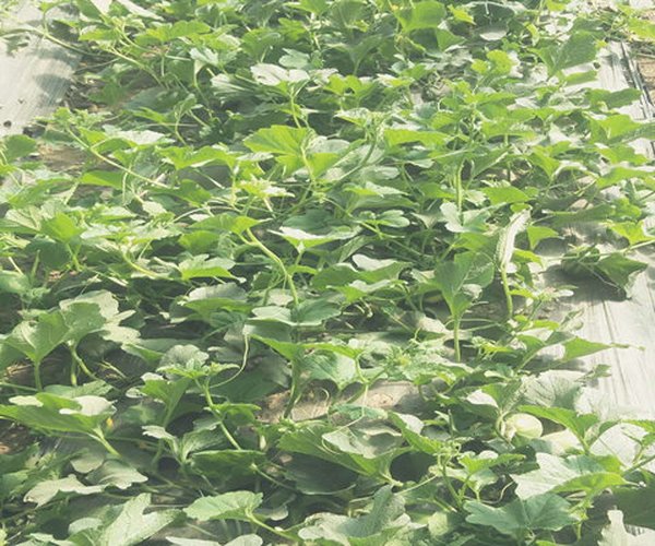 大棚土壤改良种植甜瓜应用禾康土壤调理剂增产30%以上