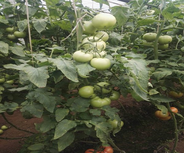 大棚土壤改良-温室土壤改良用禾康土壤调理剂效益显著